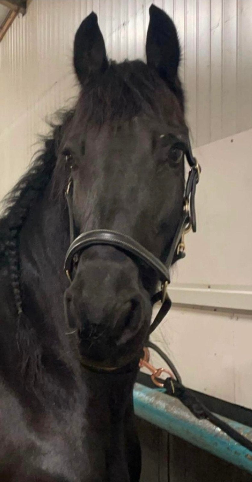 Lieve 16 jarige friese merrie., Dieren en Toebehoren, Paarden, Merrie, 160 tot 165 cm, Recreatiepaard