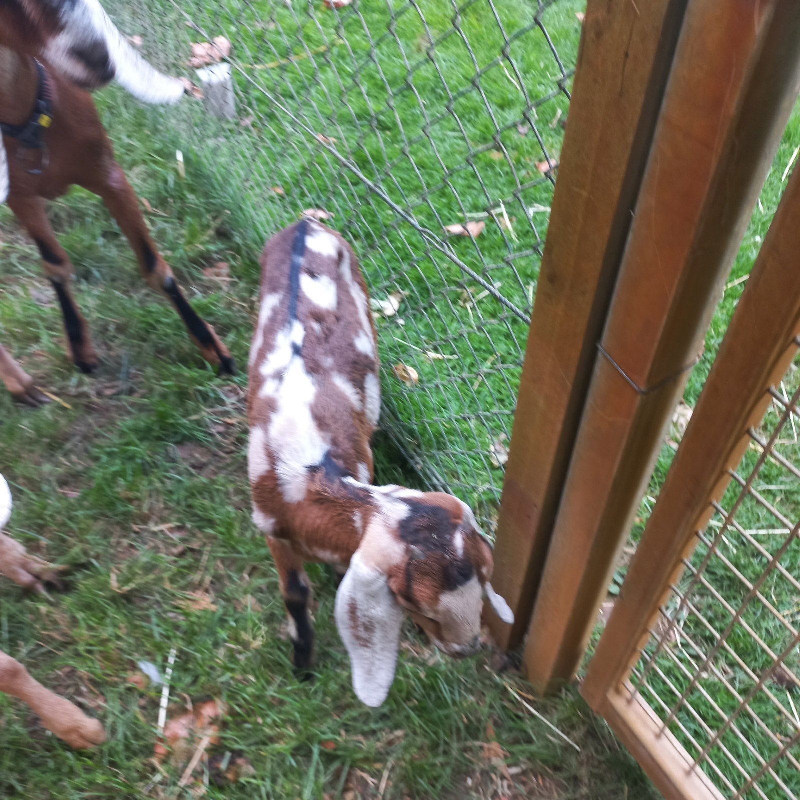 nubische geit, Dieren en Toebehoren, Vrouwelijk, Kip