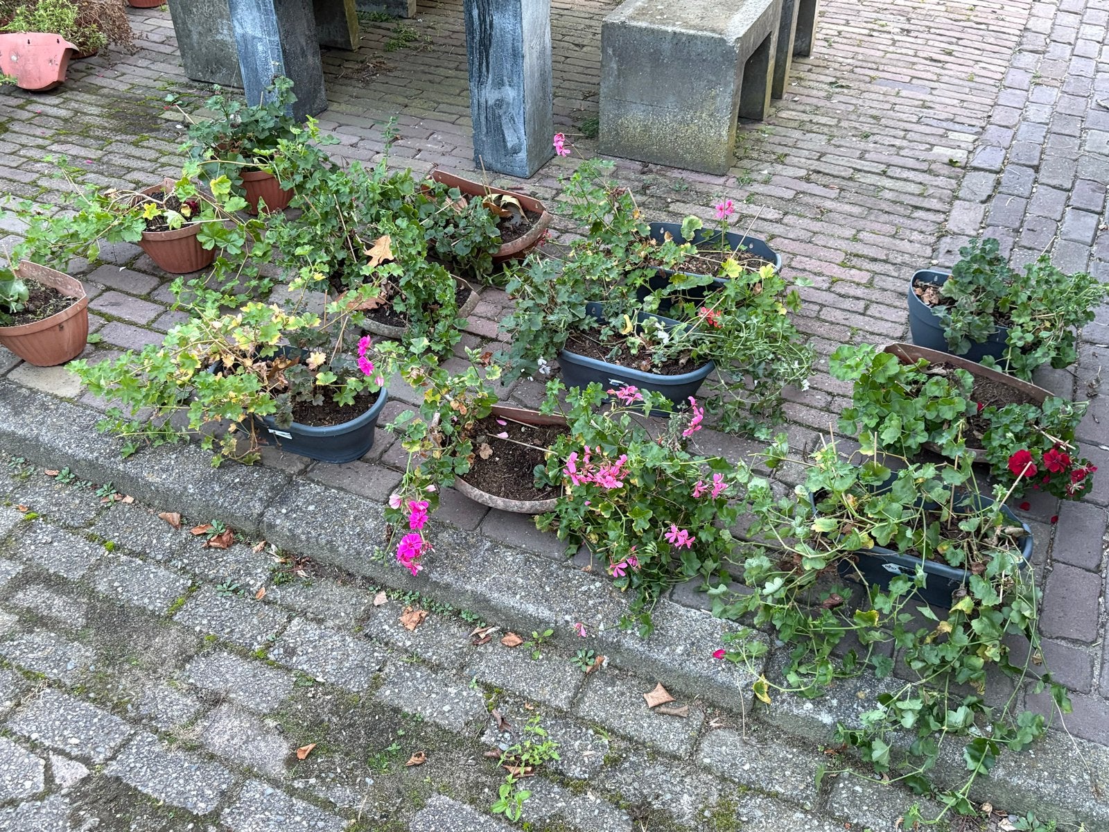 25 Bloembakken met Geraniums en Klimop, Kunststof, Gebruikt, Minder dan 30 cm, Balkon