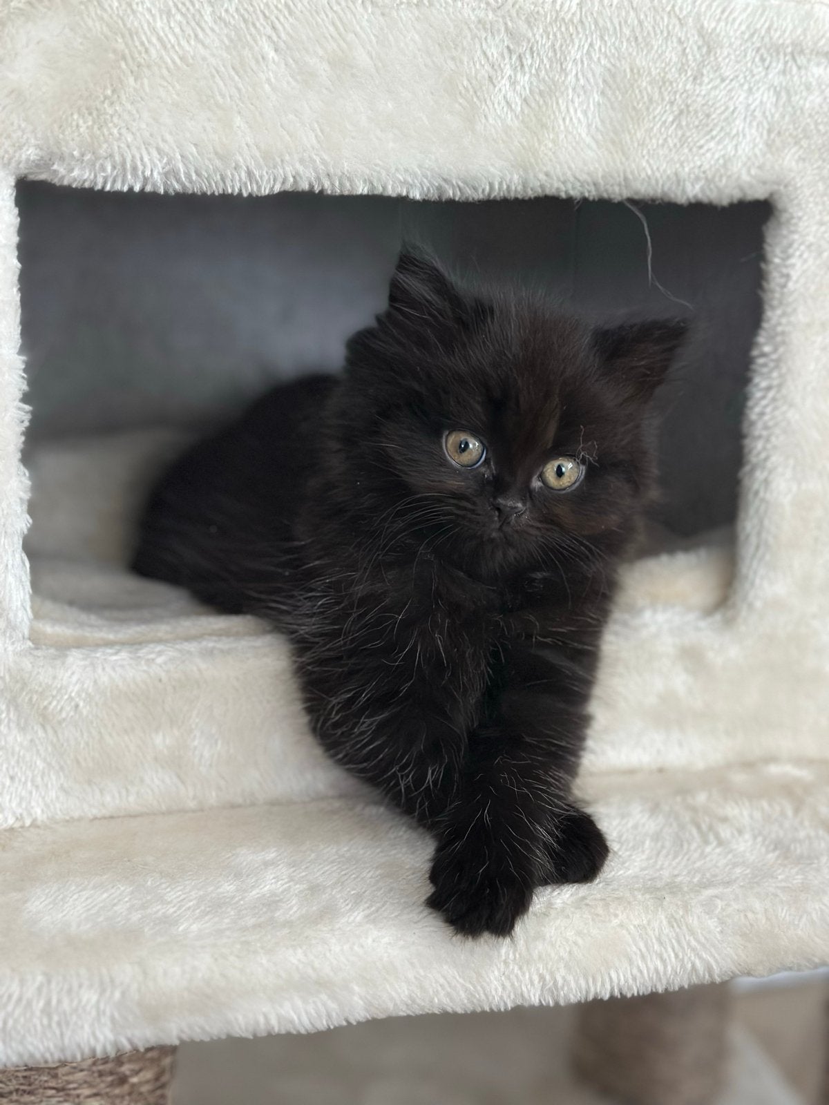 Ras kitten Britse Langhaar/ Donker bruin, Dieren en Toebehoren, Poes