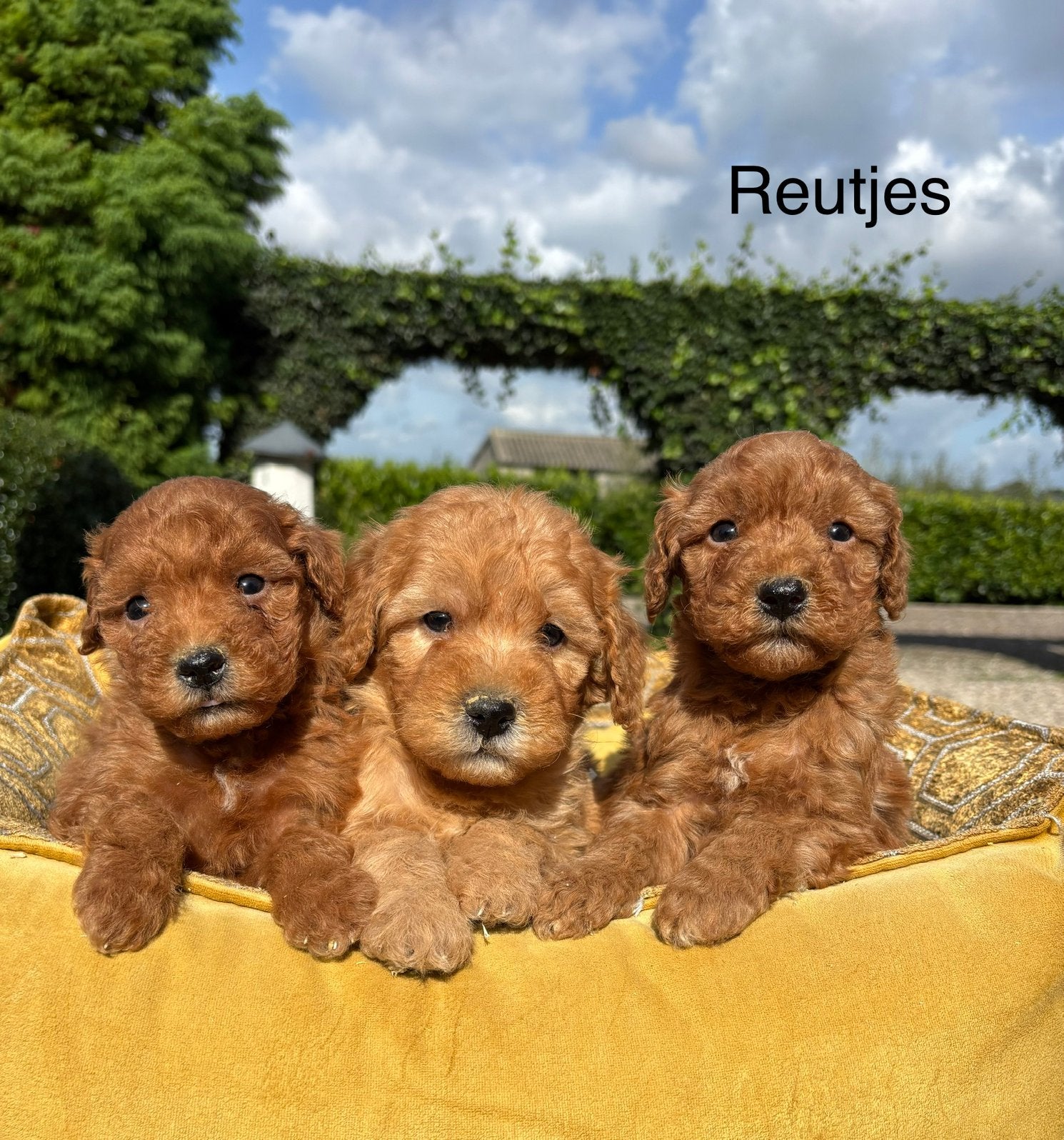 Labradoodle medium klein pups, Nederland, Overige rassen, 8 tot 15 weken, Meerdere