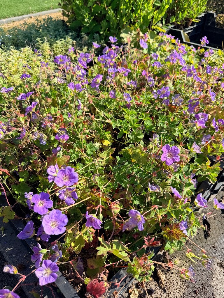 Geranium ‘Rozanne’ – Ooievaarsbek met een lange bloei!, Tuin en Terras, Ophalen of Verzenden, Vaste plant, Bodembedekkers, Volle zon