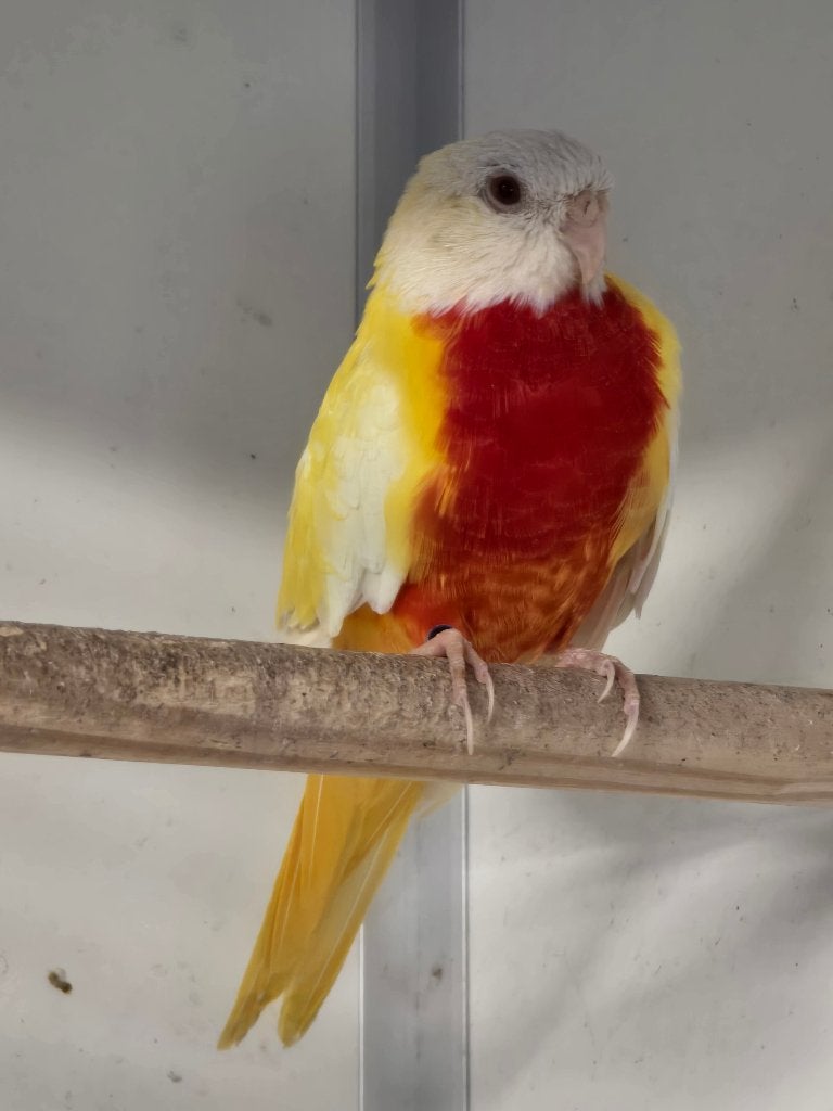 Splendid Ino parkiet, Dieren en Toebehoren, Mannelijk, Parkiet, Geringd