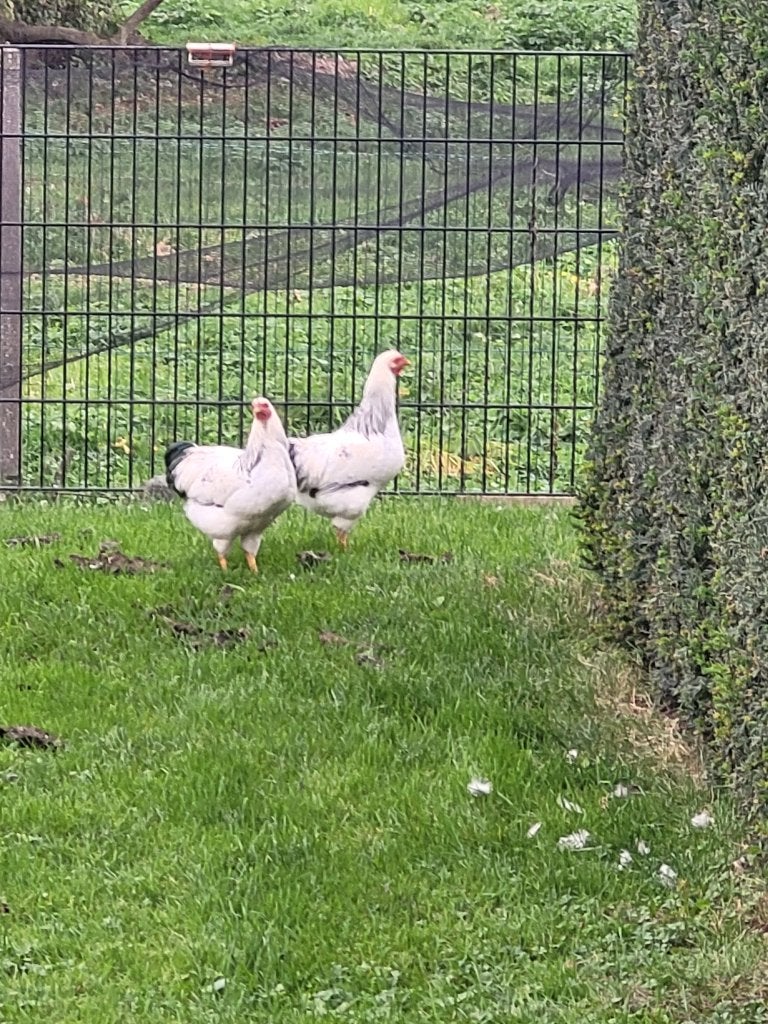 Kippen te koop, Dieren en Toebehoren, Vrouwelijk, Kip