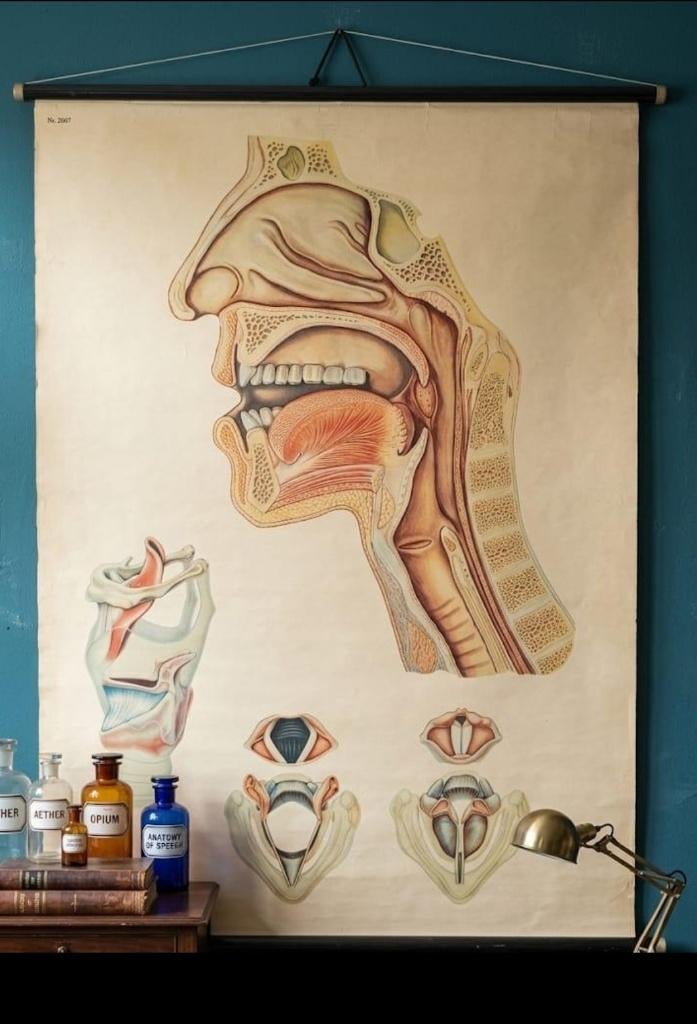Anatomische wandplaat keel doorsnede – 80x115 cm, Antiek en Kunst, Antiek | Schoolplaten, Ophalen of Verzenden, Natuur en Biologie