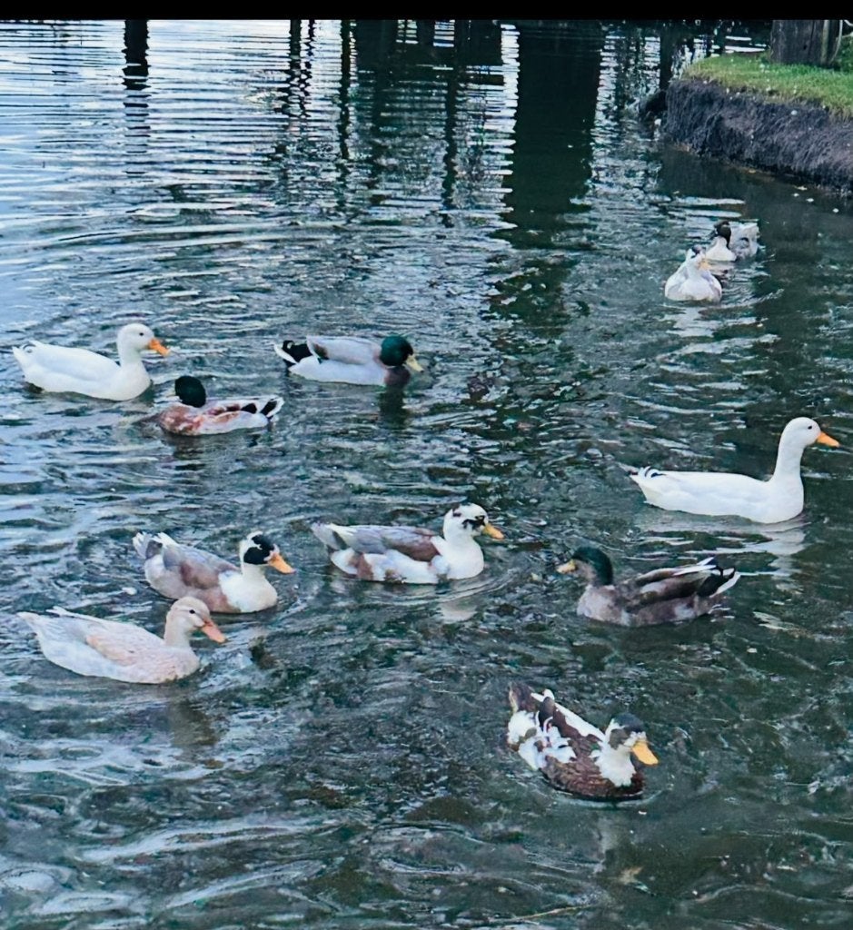 parkeend- en losse kwaker woerden, Dieren en Toebehoren, Mannelijk, Eend