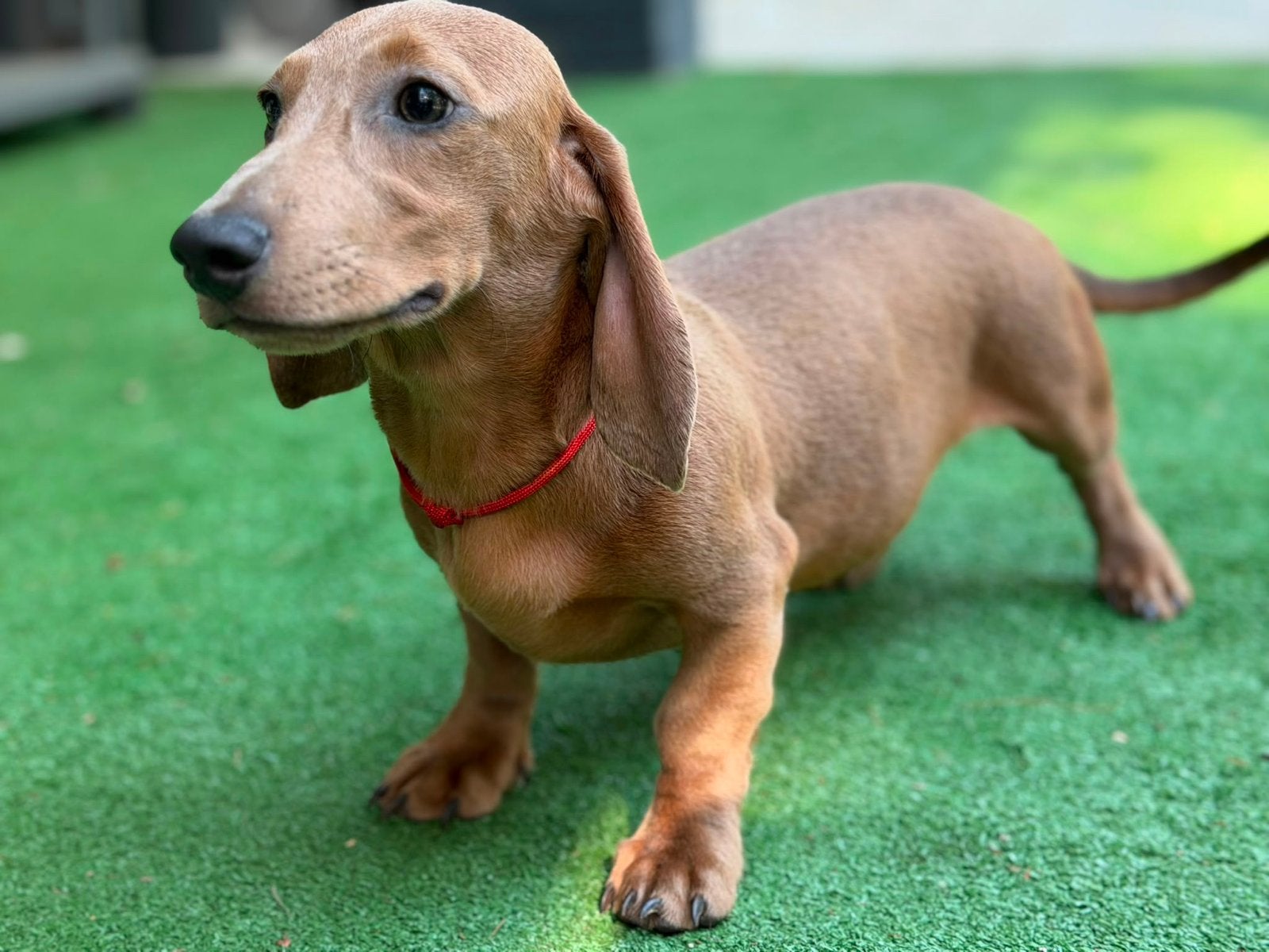 Prachtige Dwerg teckels pups, Dieren en Toebehoren, België, Particulier, 15 weken tot 1 jaar, Korthaar