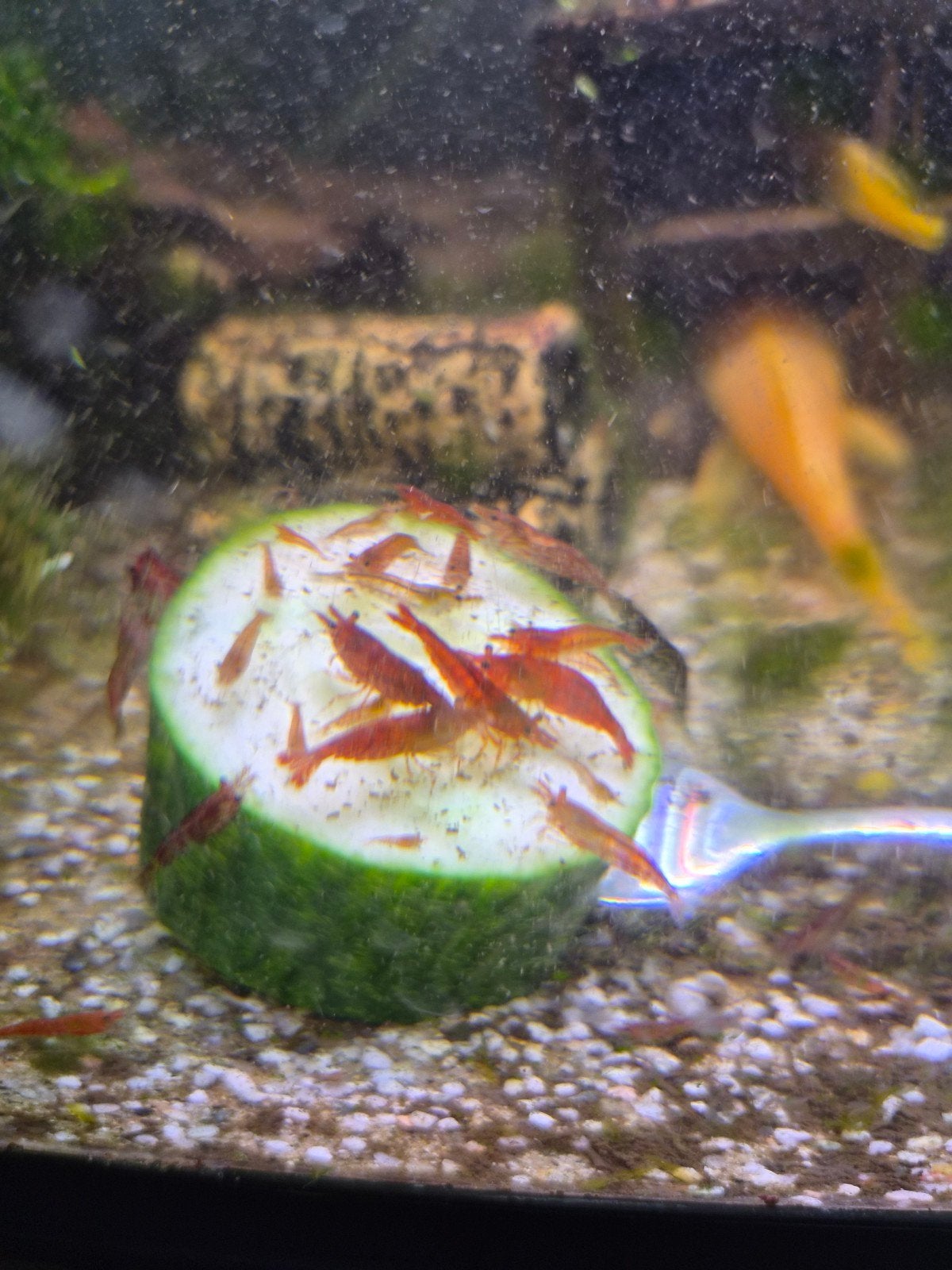 Aquarium vissen/garnalen, Zoetwatervis
