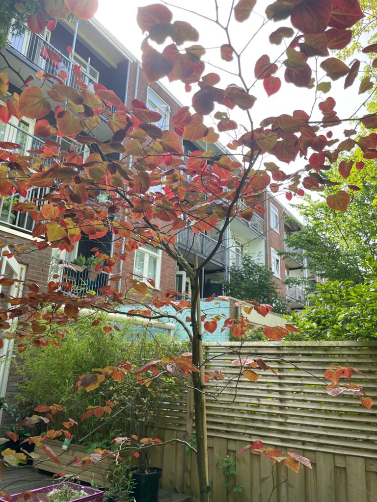 Judasboom (Forest Pansy / Cercis canadensis) in pot, Tuin en Terras, Overige soorten, Lente, 250 tot 400 cm, Ophalen
