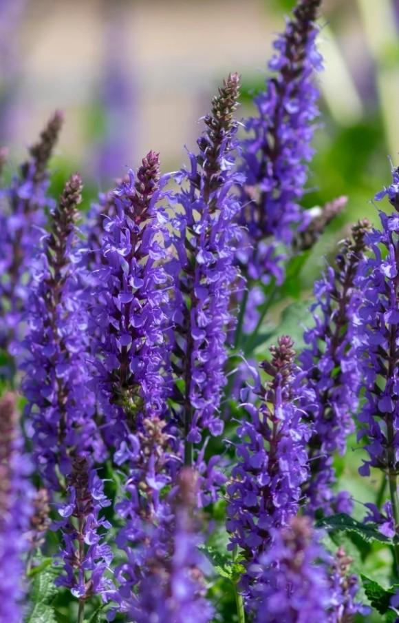 Salvia nemorosa synchro blue P9, Ophalen of Verzenden, Vaste plant, Overige soorten, Halfschaduw