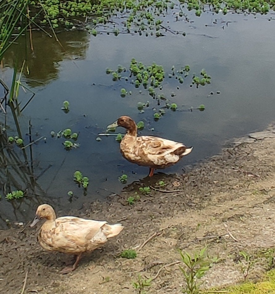 Khaki campbell woerd, Dieren en Toebehoren, Mannelijk, Eend