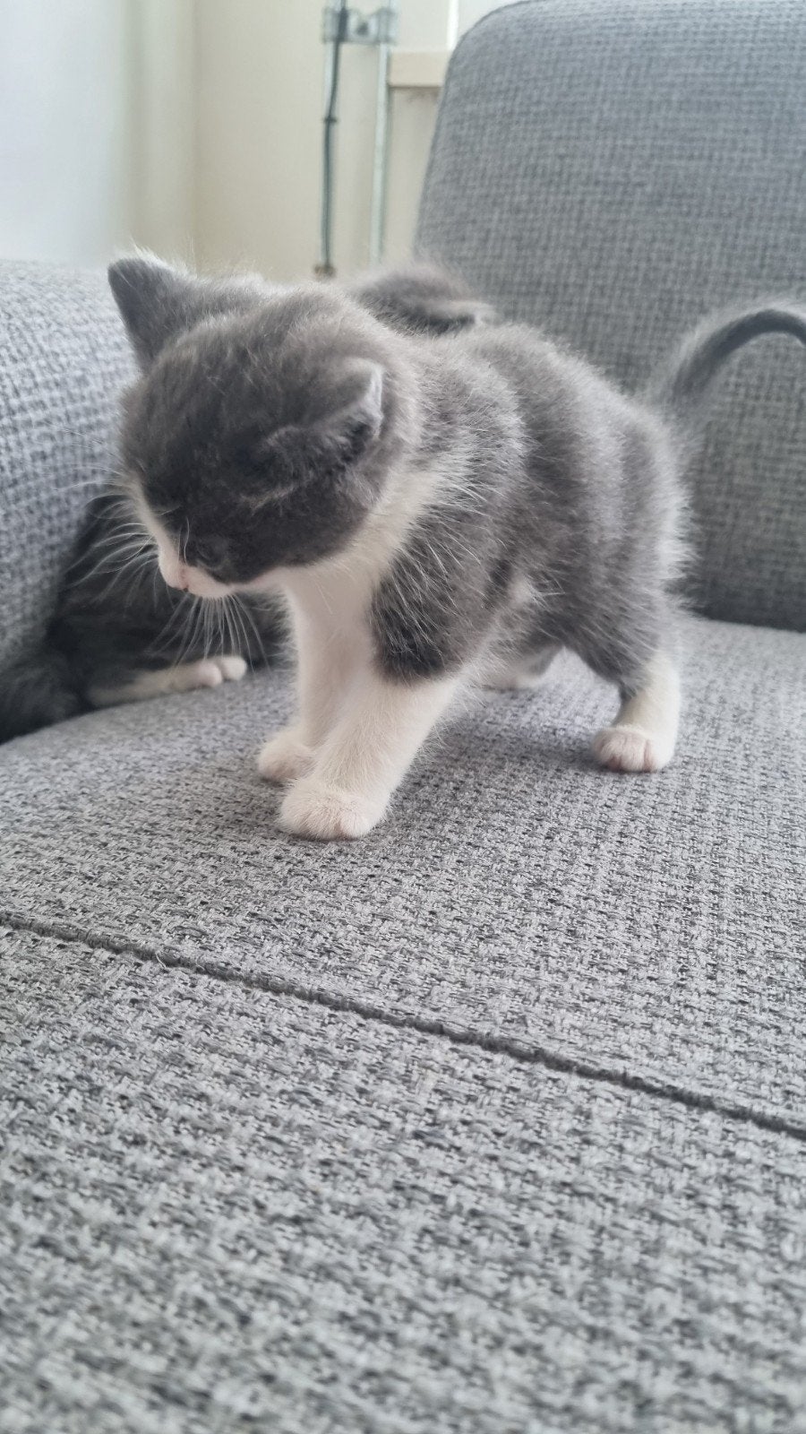 2 mannelijke en  kittens, 5 weken oud., Kater