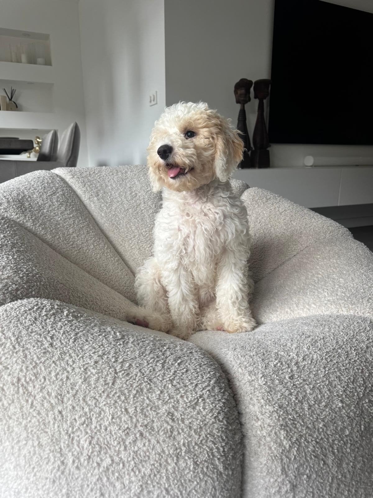 Australian Labradoodle teefje met stamboom, Overige rassen, 8 tot 15 weken, Teef, Eén hond