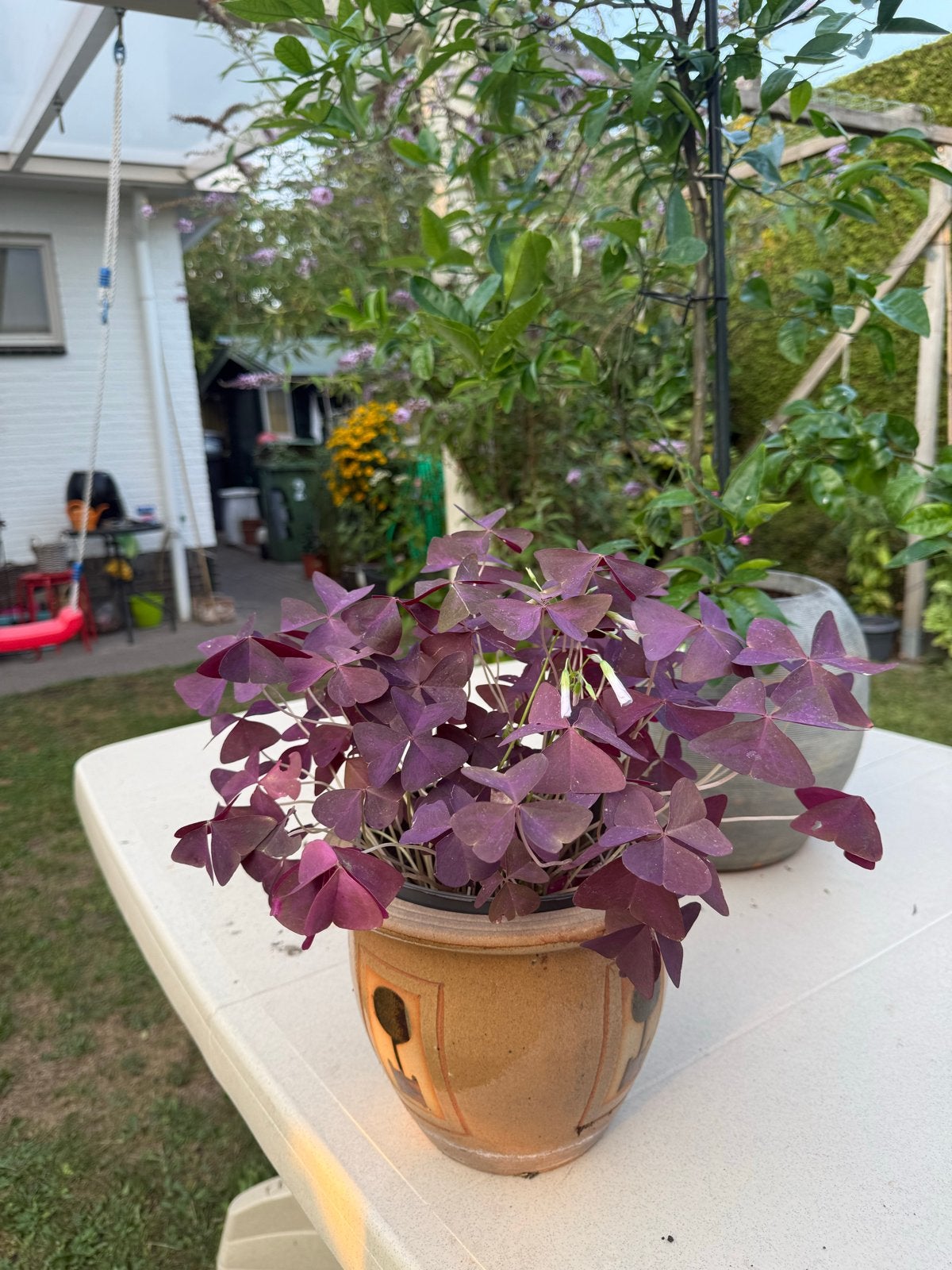 Mooie Vaste Plant voor Binnen en Buiten - Oxalis Triangulari, Vaste plant, Halfschaduw, Zomer, Ophalen