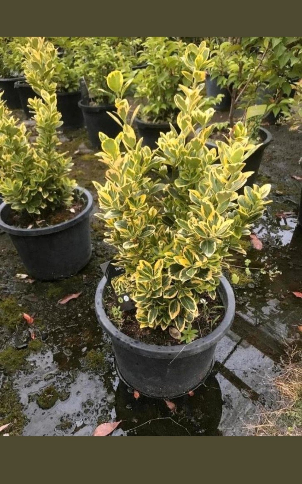 Tekoop: eonymus gold "marieke", Ophalen