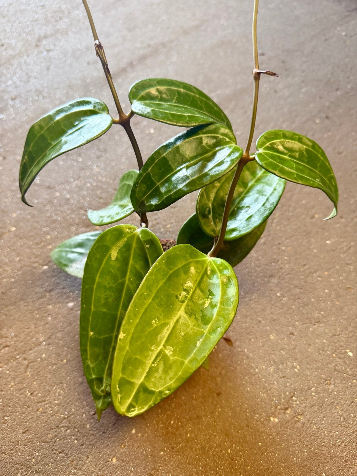 Hoya verticillata green p9, Ophalen of Verzenden