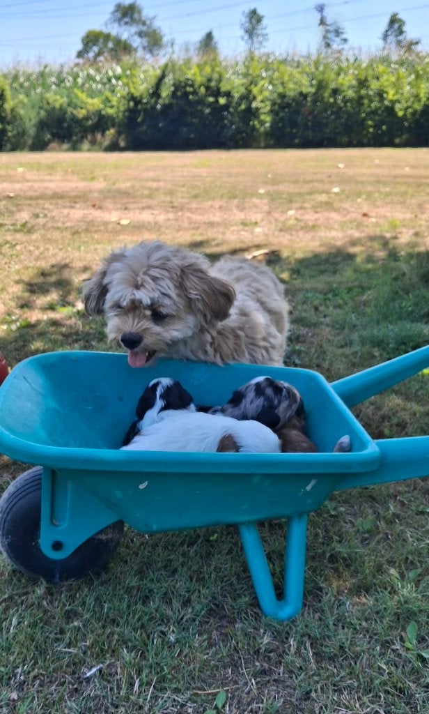 Boomer pups, Dieren en Toebehoren, Parvo, 8 tot 15 weken, Meerdere, Nederland