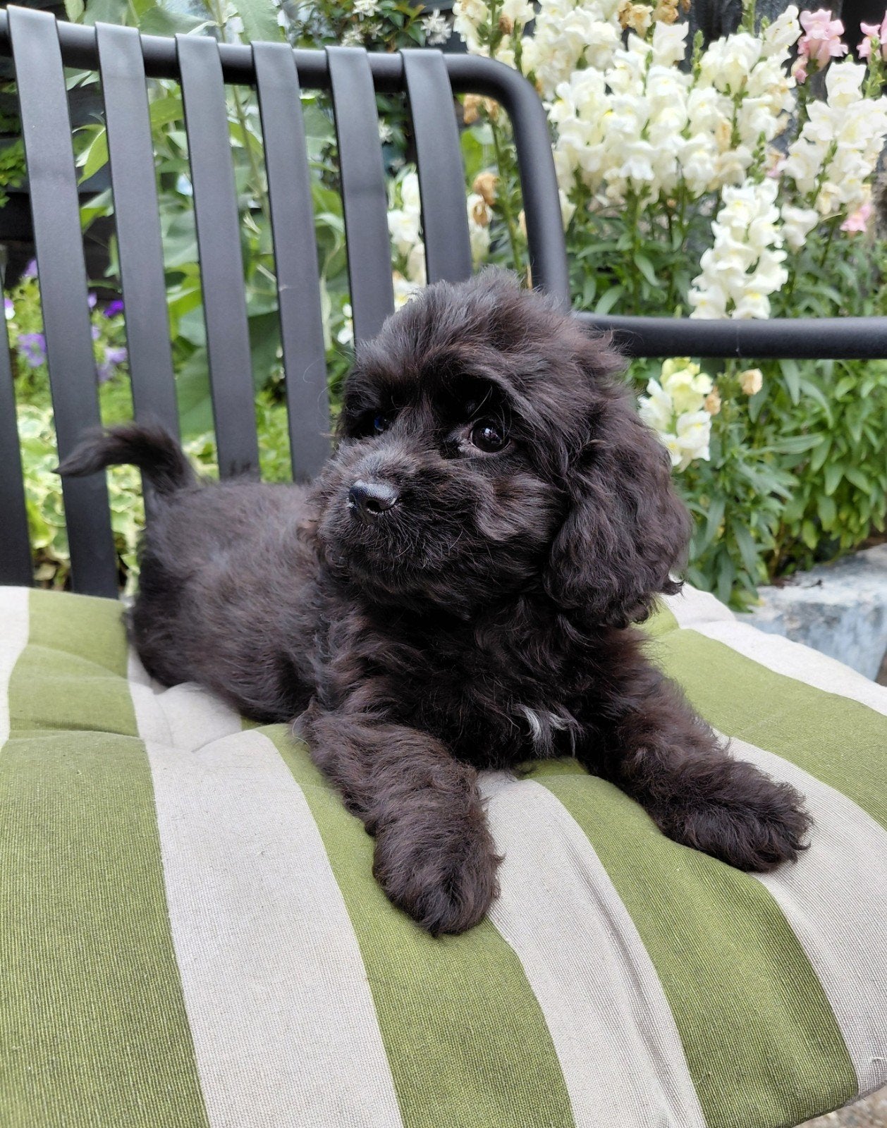 Prachtig Nestje Cocker spaniël x Boomer pups, Parvo, 8 tot 15 weken, Meerdere, Meerdere dieren