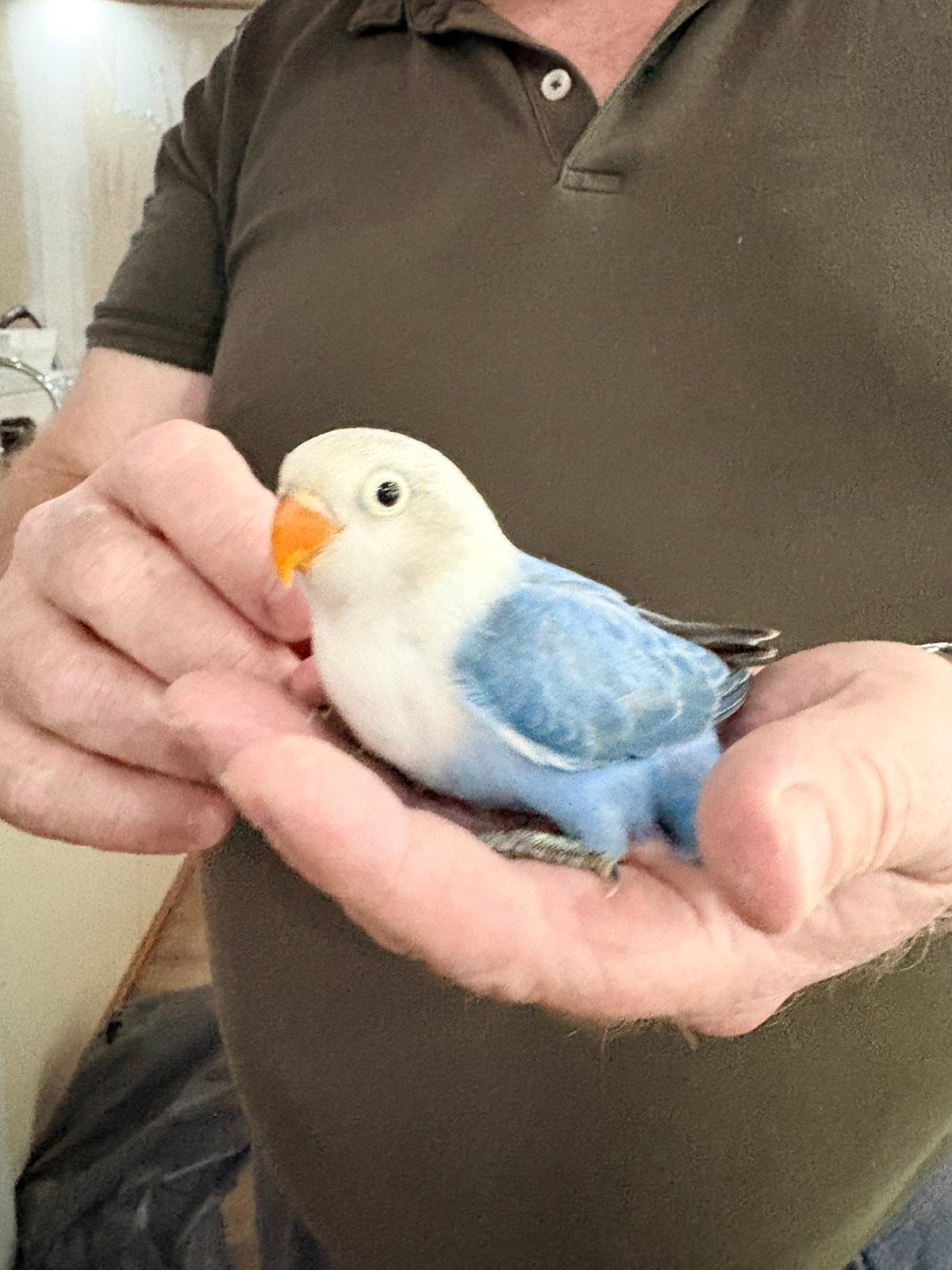Prachtige Agapornis Fischeri Baby's | Diverse Kleuren, Meerdere dieren, Dwergpapegaai of Agapornis, Geringd