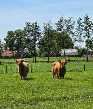 2 Mooie Schotsehooglanders, Dieren en Toebehoren, Vrouwelijk