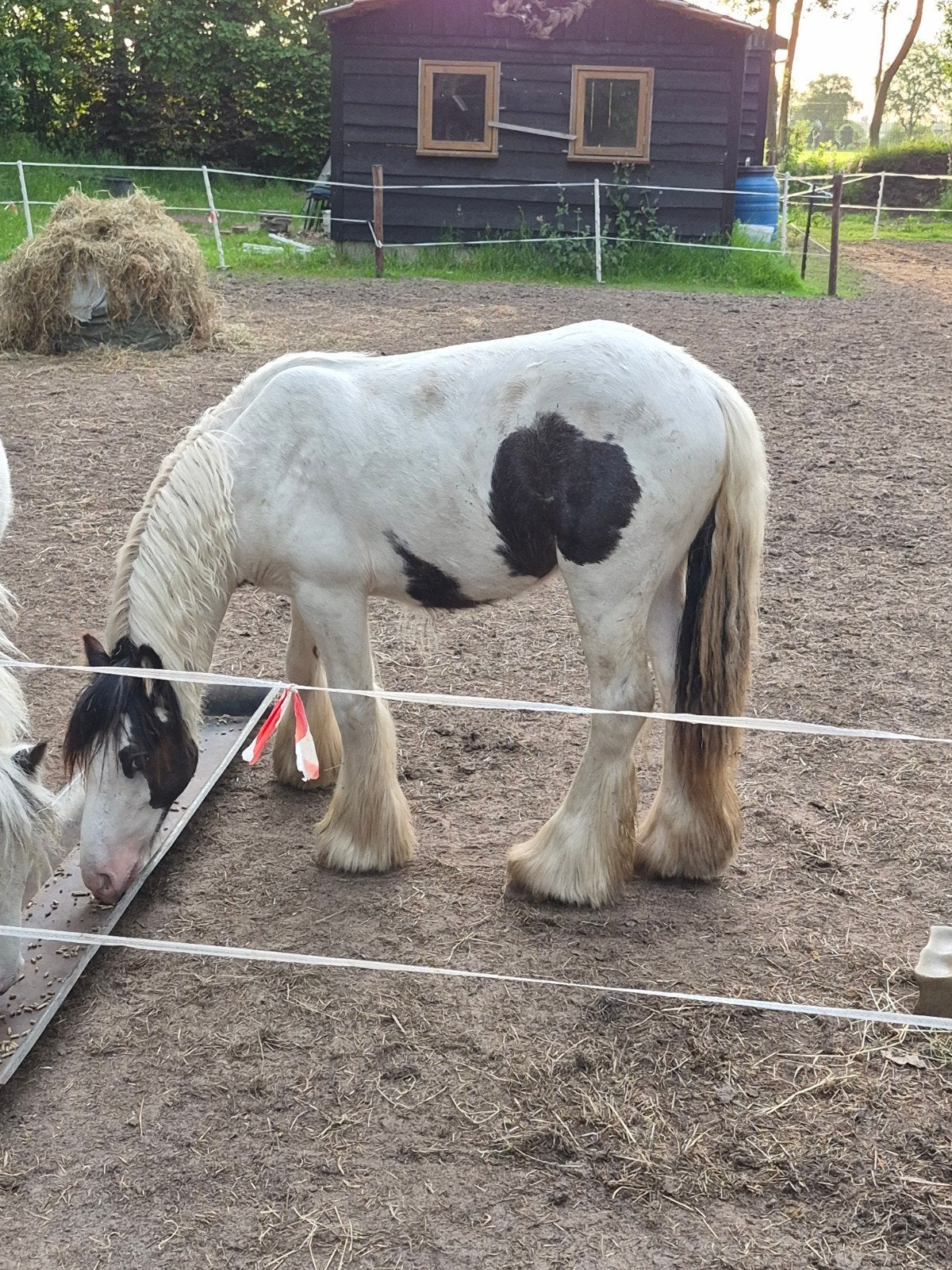 2 tinker jaarling hengsten, Hengst
