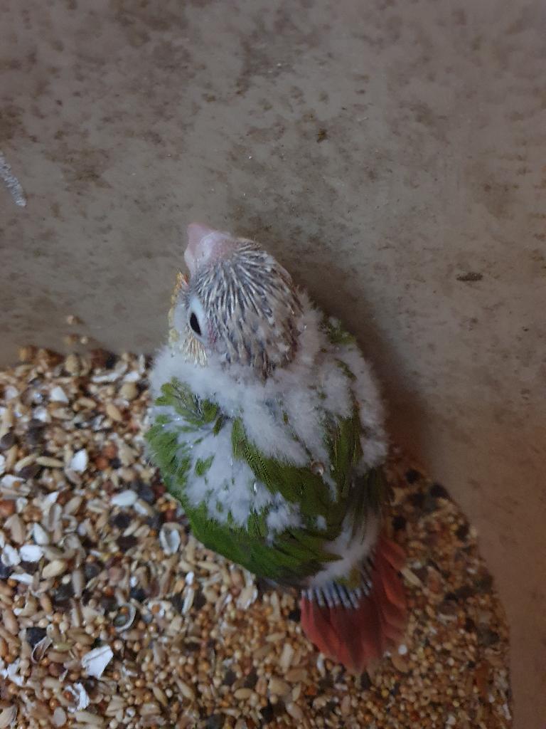 Jonge Pyrrhura's, Dieren en Toebehoren, Vogels | Parkieten en Papegaaien, Geslacht onbekend, Parkiet, Geringd