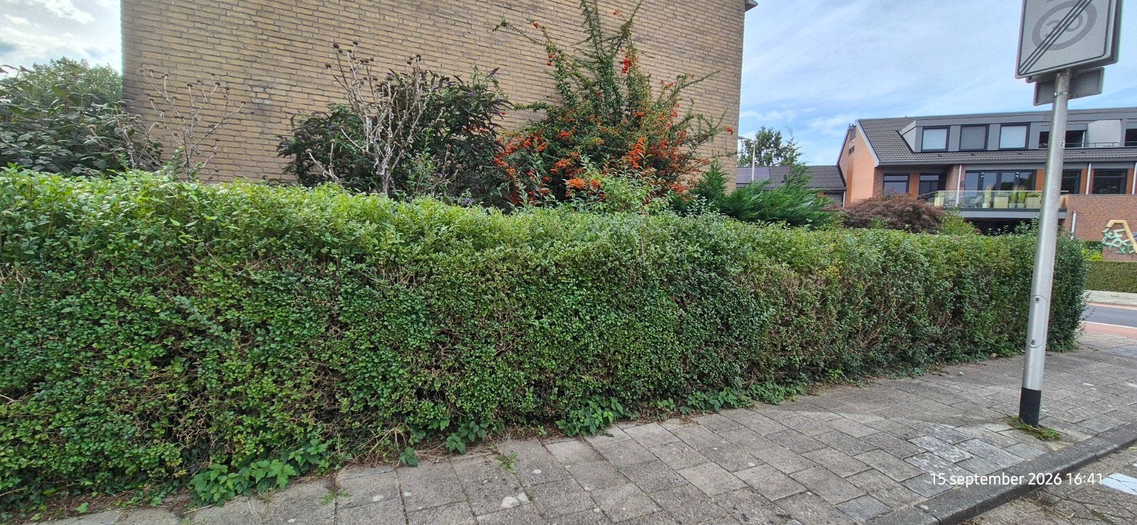 Conifeer, Cotoneaster, Vlinders en andere.., Ophalen, 100 tot 250 cm