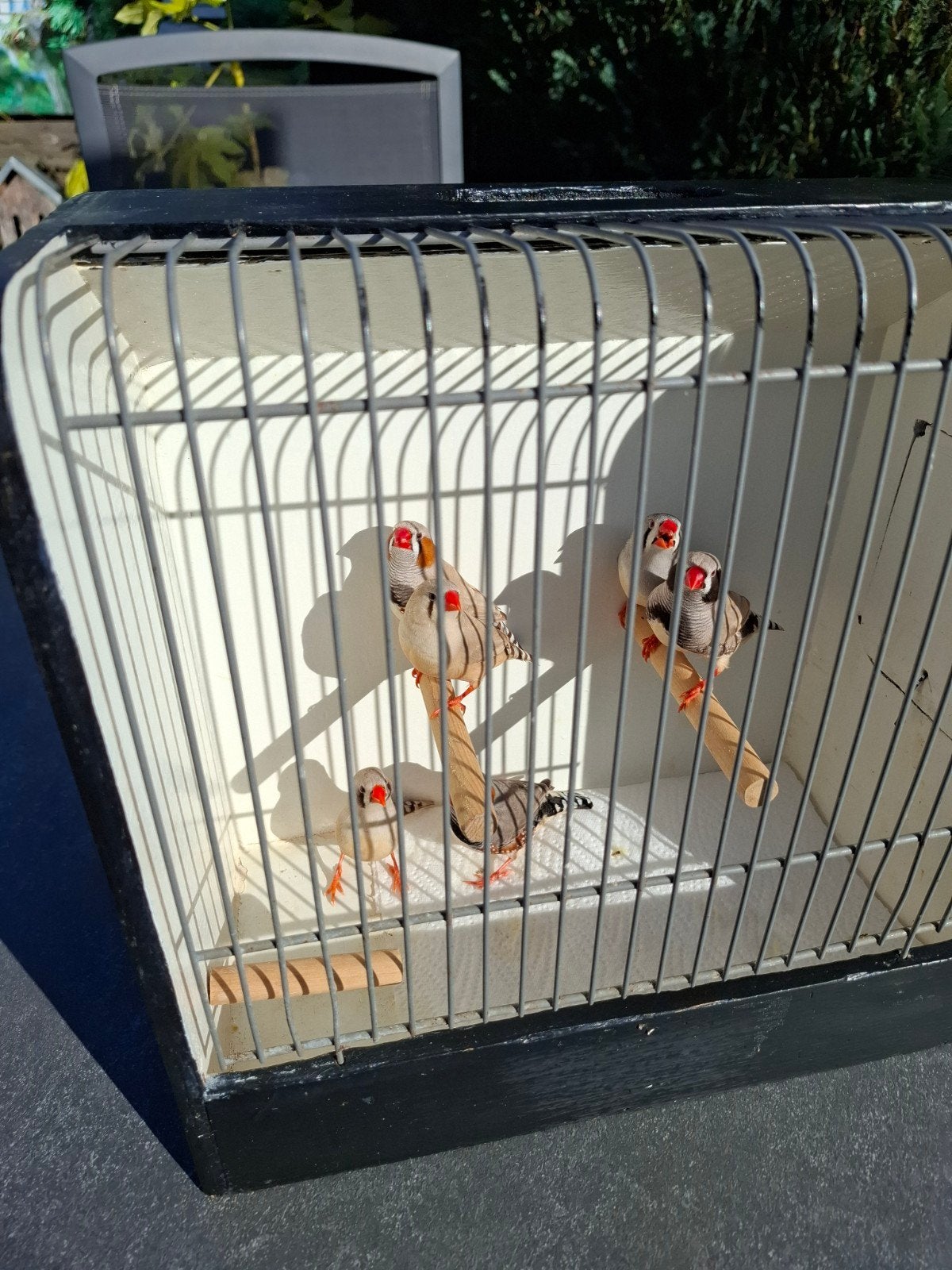 3 zebravinken koppels, Dieren en Toebehoren, Meerdere dieren