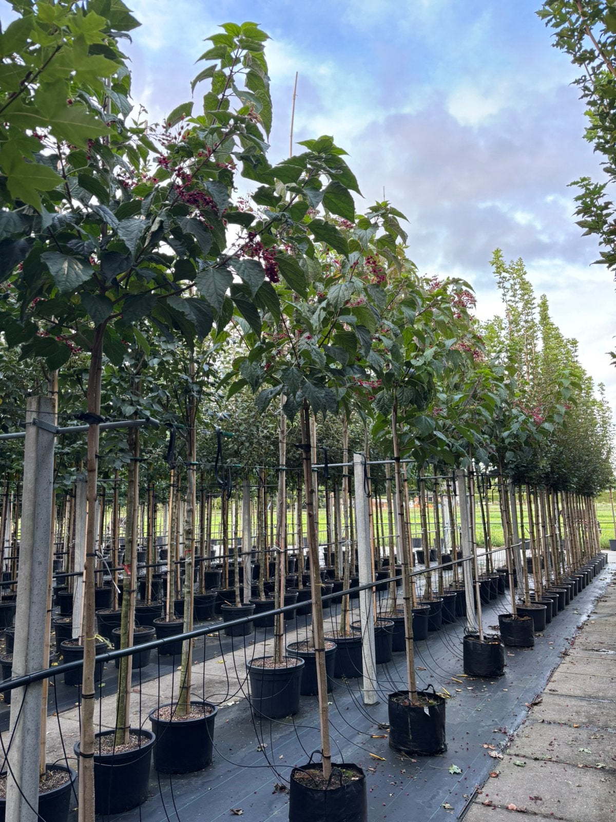 Clerodendrum trichotomum – Pindakaasboom, In pot, Halfschaduw, Zomer, Overige soorten