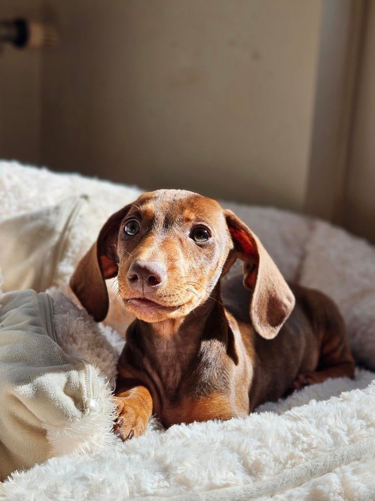 Prachtige lieve kortharige dwergteckels, Dieren en Toebehoren, Honden | Teckels en Dashonden, 8 tot 15 weken, Korthaar, Teef, Dwerg