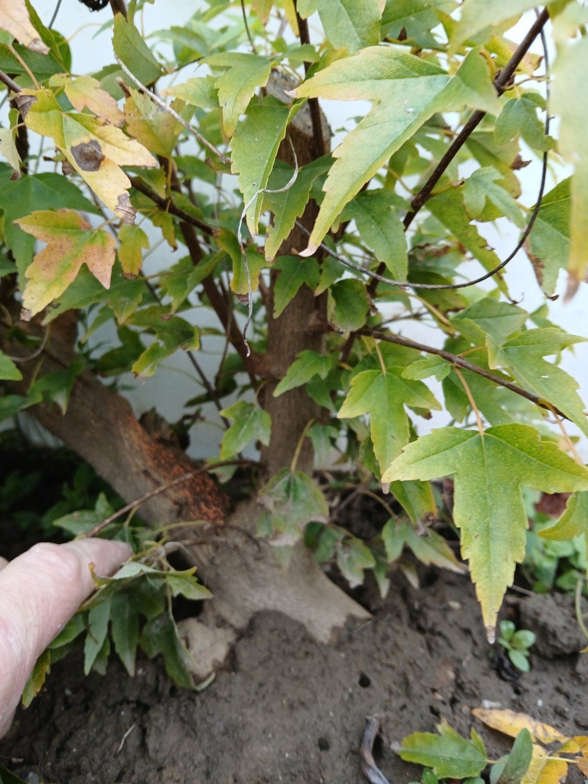 pre bonsai Acer buergerianum., Tuin en Terras, Bloeit niet, Halfschaduw, Minder dan 100 cm, Overige soorten