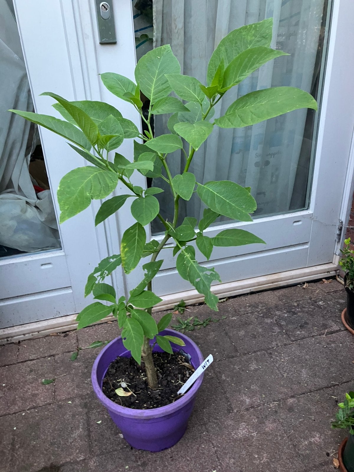 Brugmansia (wit) tuinplant, Ophalen, Halfschaduw, Minder dan 100 cm