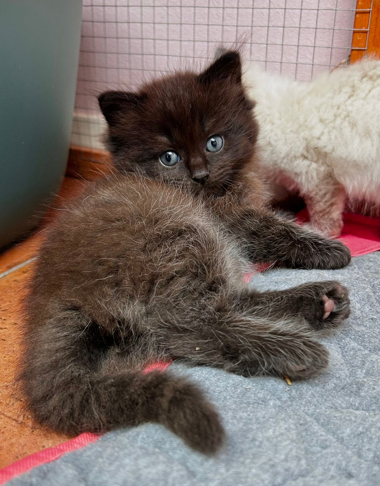 ragdoll kittens met stamboom, Meerdere dieren, Gechipt