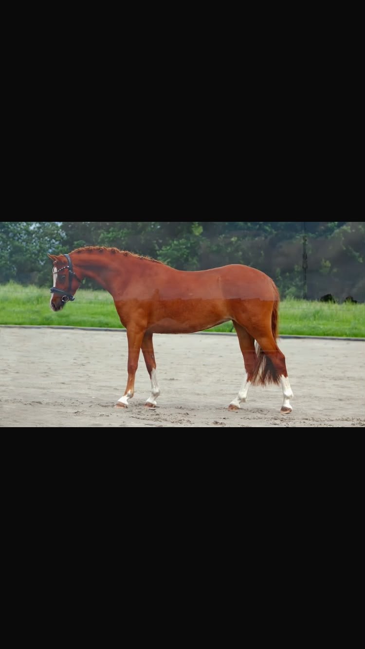 Welsh pony merrie, Merrie