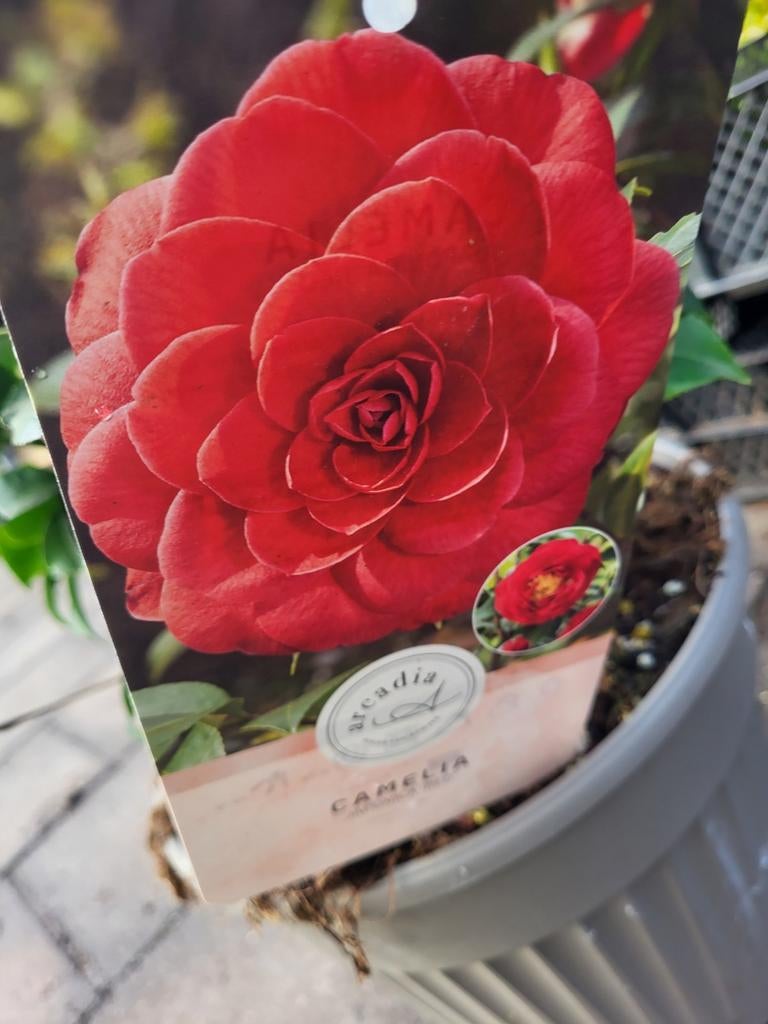 Cammelia uitzoeken vanaf 19.99, Ophalen of Verzenden, Volle zon