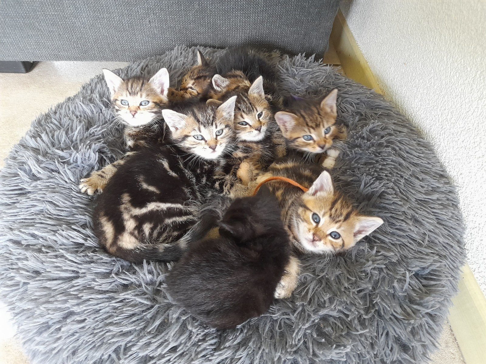 Aanhankelijke, sociale kittens zoeken een fijn thuis!, Dieren en Toebehoren, Katten en Kittens | Overige Katten