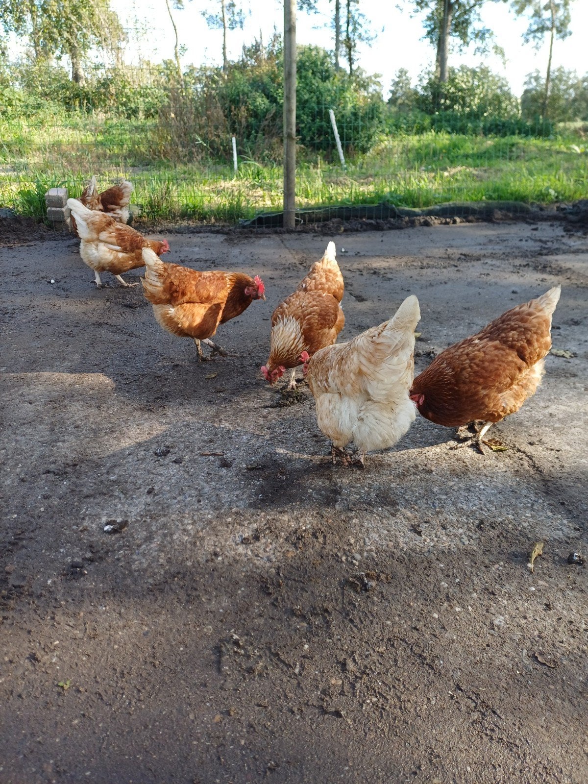 legkippen Isa Brown, Dieren en Toebehoren, Vrouwelijk, Kip