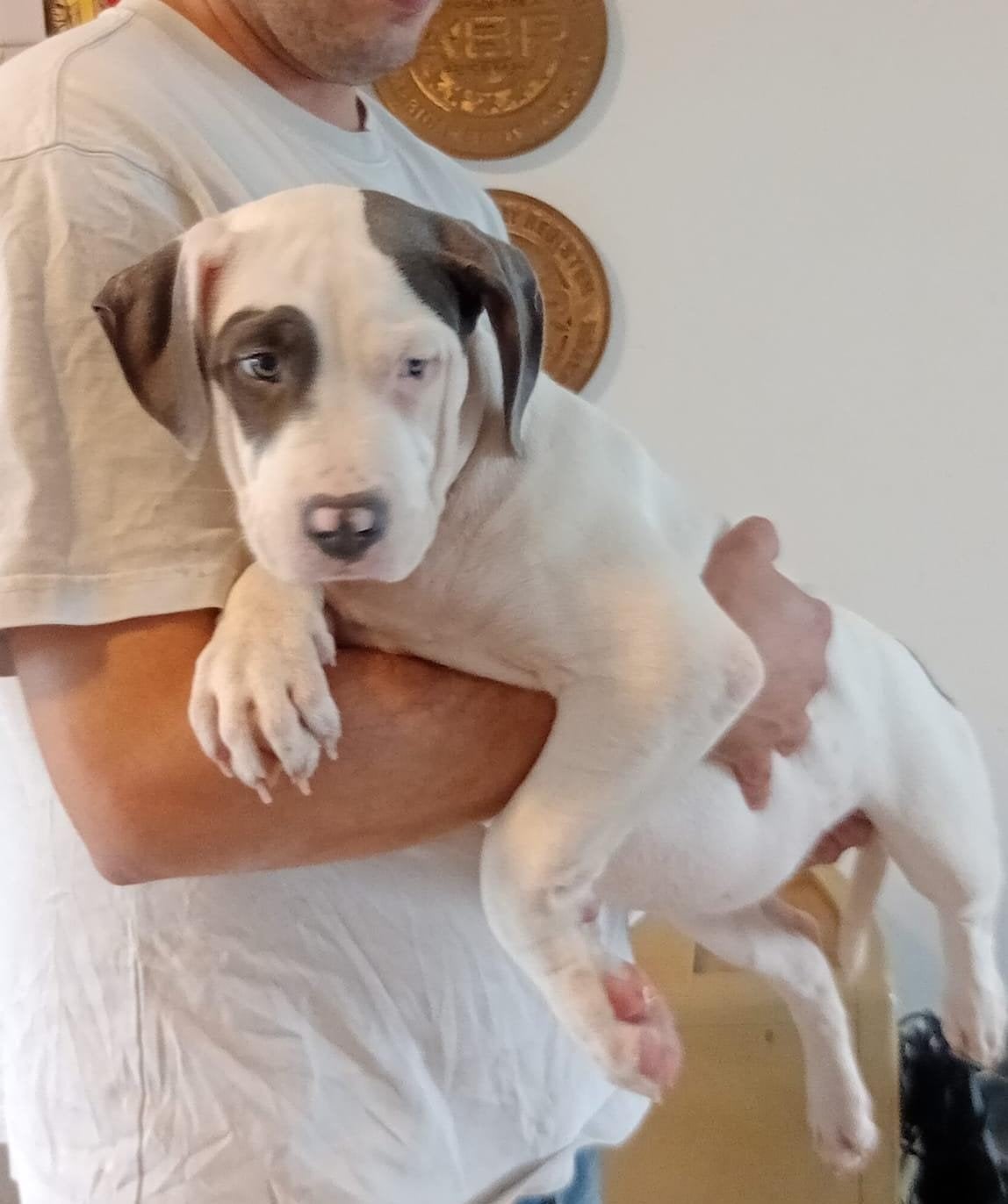 american bully pups xl xxl bully, Dieren en Toebehoren, Overige rassen, 8 tot 15 weken, Teef, Meerdere