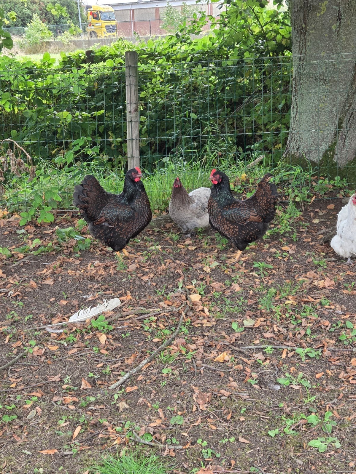 Barnevelder hennen, Dieren en Toebehoren, Vrouwelijk, Kip
