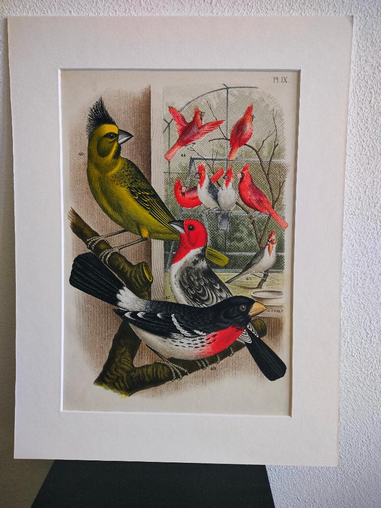 Litho Nuyens Bungartz Lubbert De Vogelwereld Vogels 1883, Ophalen of Verzenden