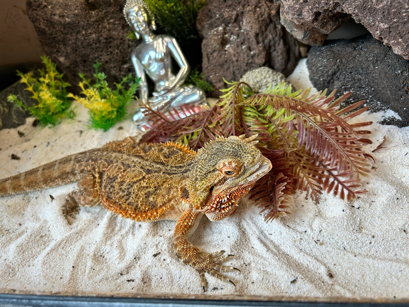 Baardagaam (Man) Bearded Dragon - unknown for sale from Richard B