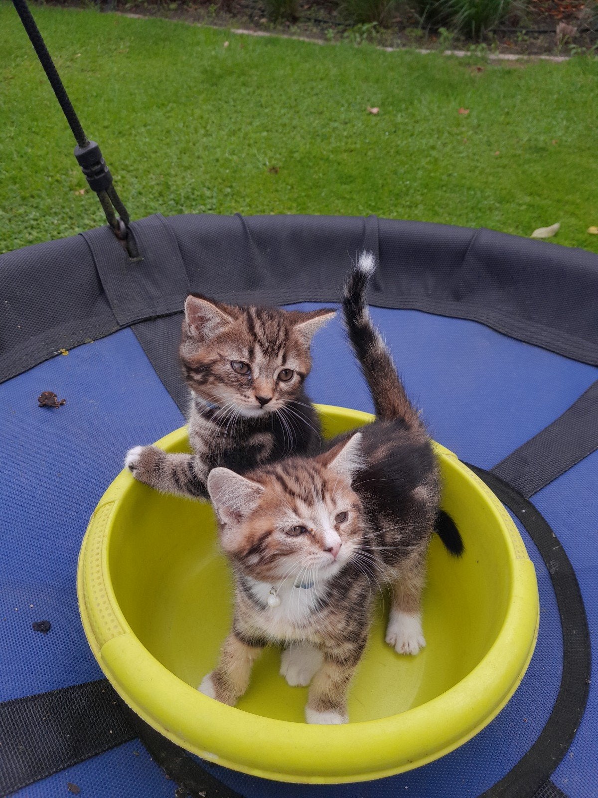 half britse kittens te koop