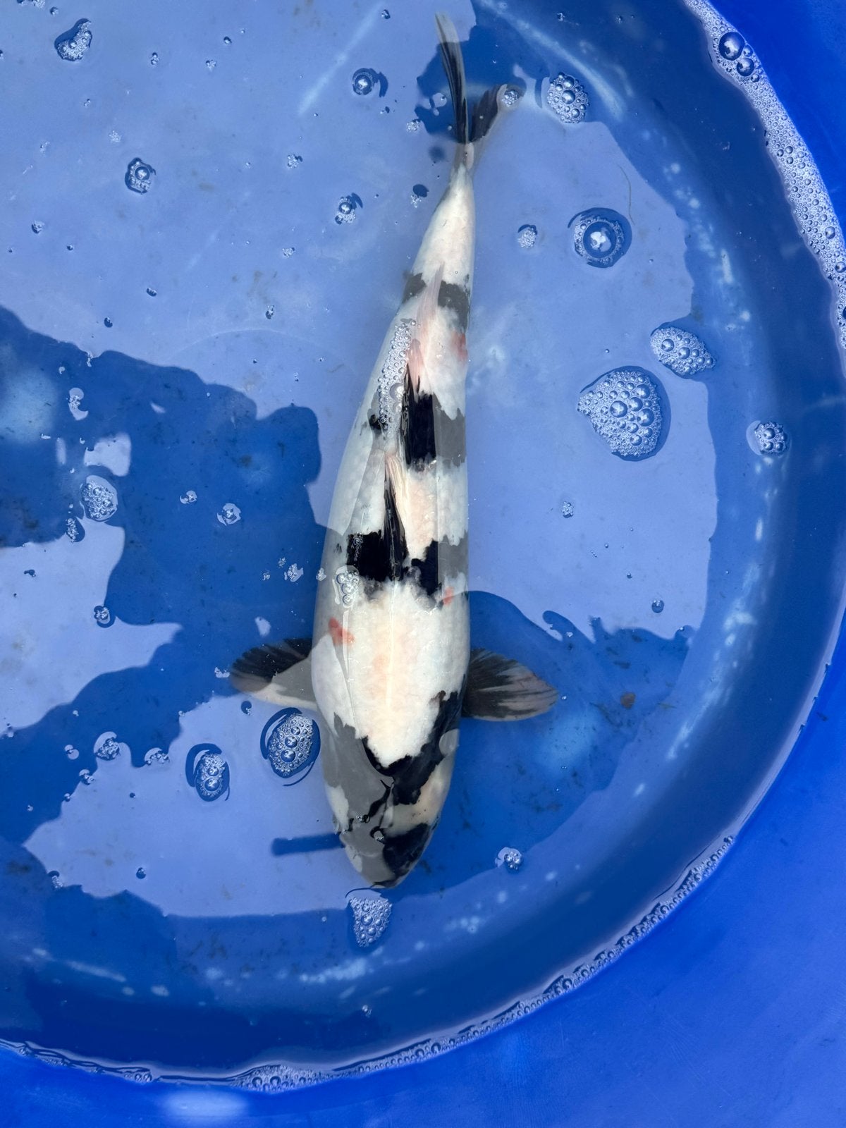 Uitdunnen koi bestand., Karper of Koi