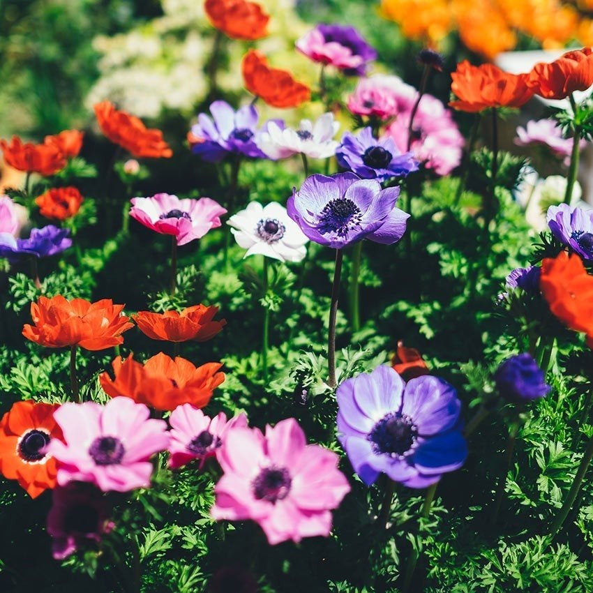 Uit de biologische moestuin: Anemonen, zaden, Tuin en Terras, Ophalen of Verzenden, Voorjaar, Volle zon, Zaad