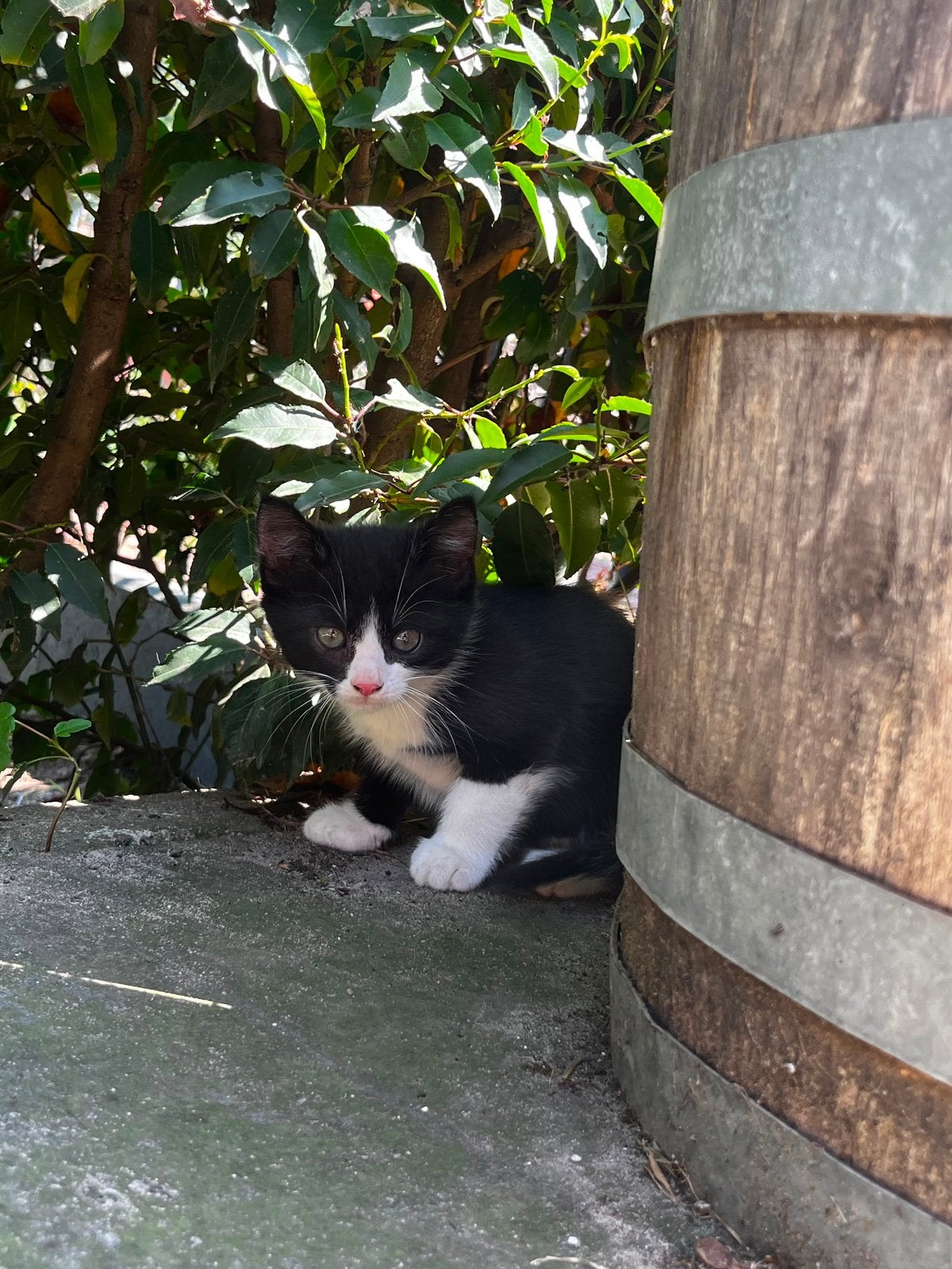 Kittens, Kater, Kortharig, 0 tot 2 jaar