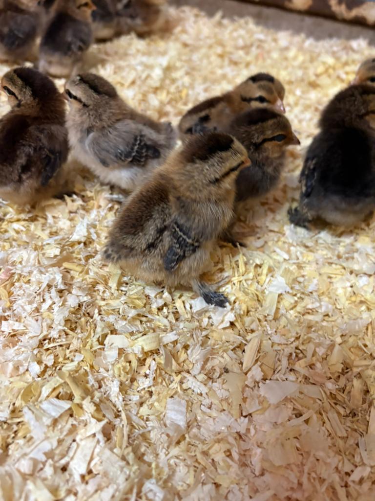 Sabelpoot krielkippen, Dieren en Toebehoren, Pluimvee, Meerdere dieren, Kip