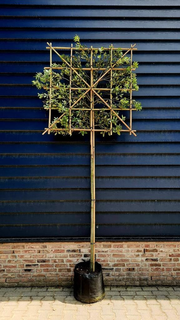 Steeneik Quercus Ilex Hoogstam / Leiboom🌿 groenblijvend, Ophalen, Halfschaduw