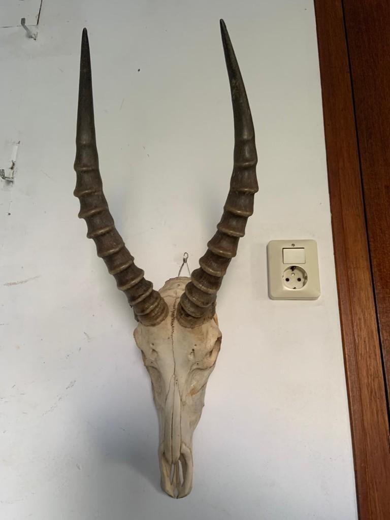 Te koop. Schedel blesbok, Ophalen of Verzenden, Gebruikt, Overige soorten, Opgezet dier