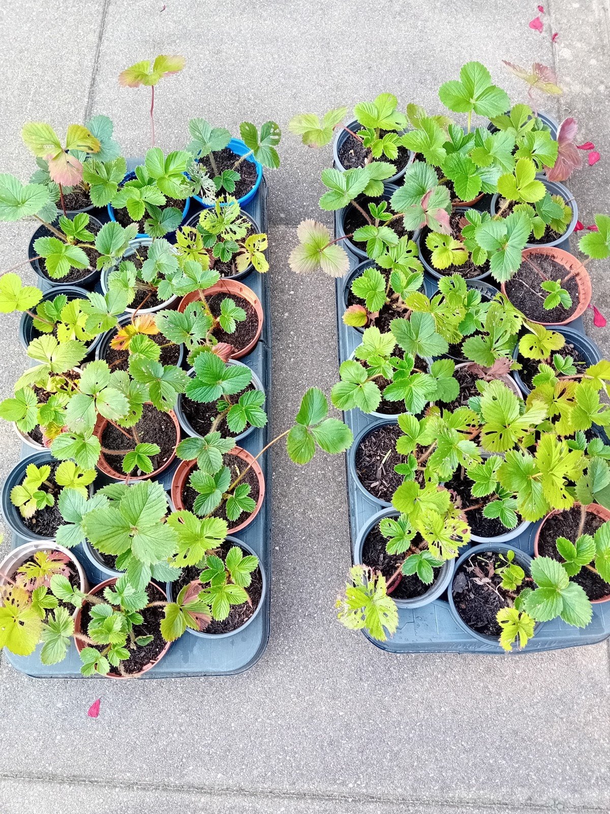 Aardbeiplantjes Korona - Vers en klaar om te planten, Ophalen, Volle zon, Vaste plant, Fruitplanten