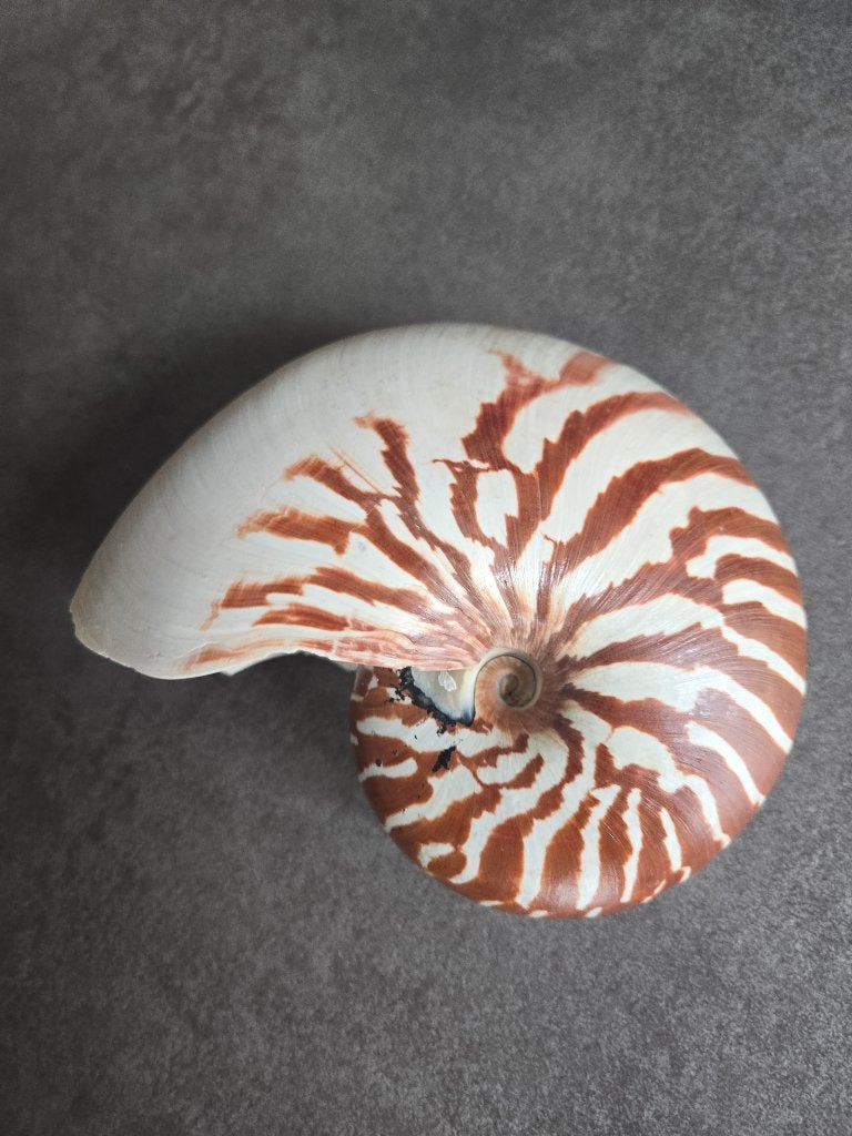 Schelp nautilus, Verzamelen, Ophalen of Verzenden, Schelp(en)